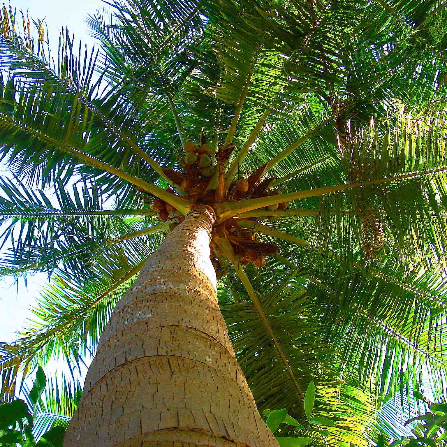 coconut fruit