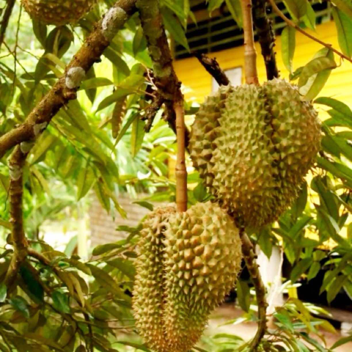 durian fruit