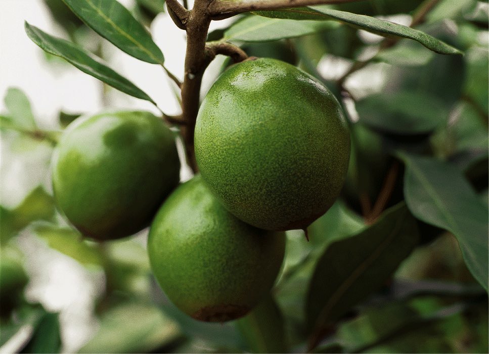 lucuma fruit