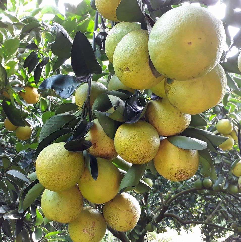 orange fruit