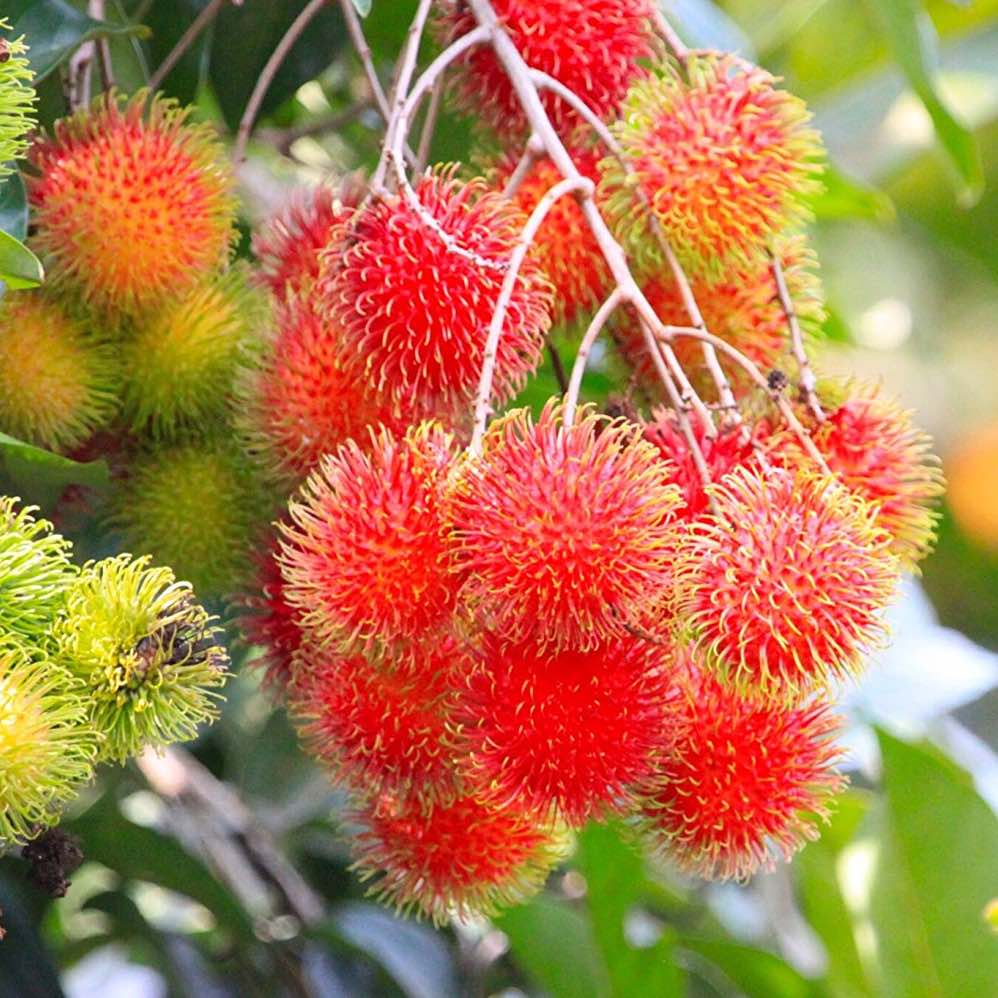 rambutan fruit