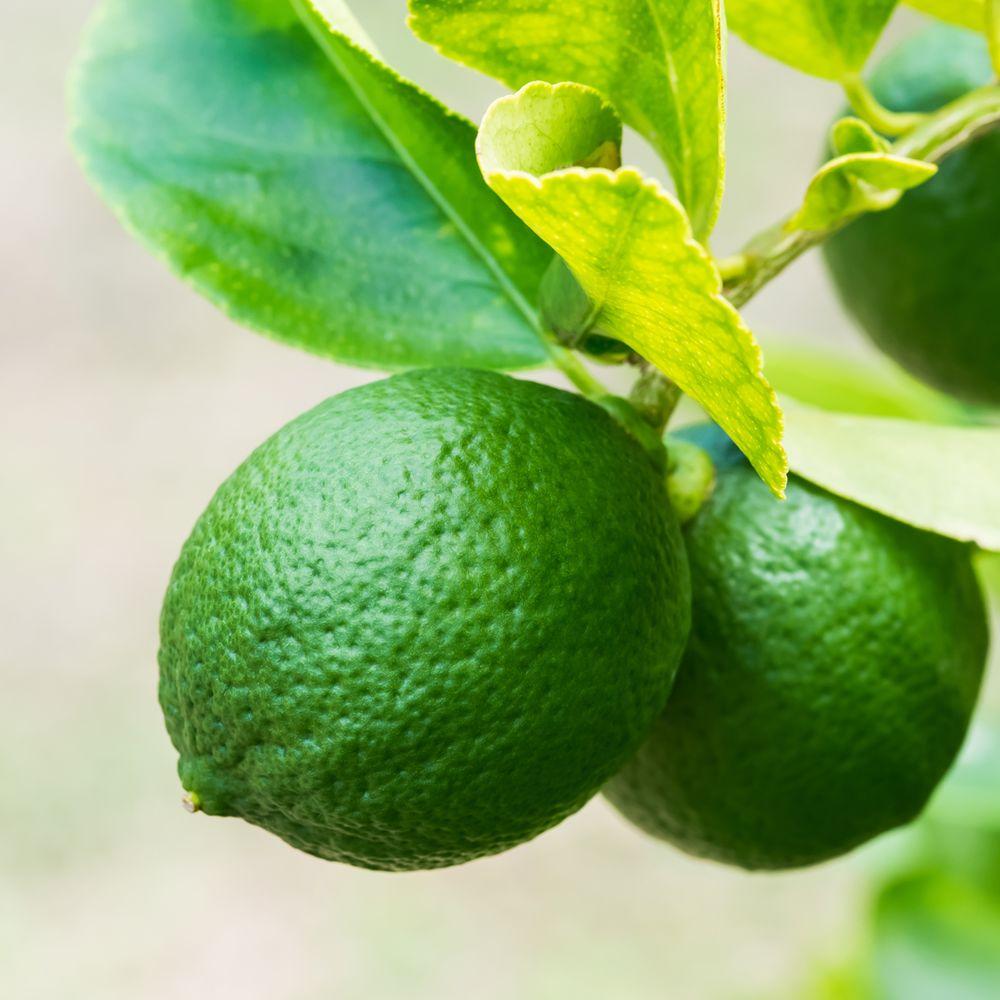 seedless lime fruit
