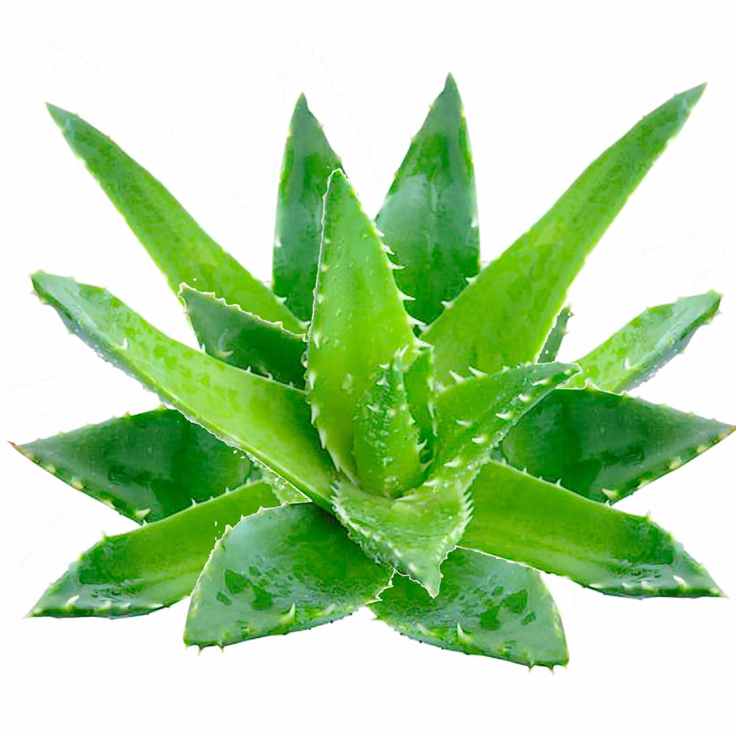 vegetable_seo_alt
