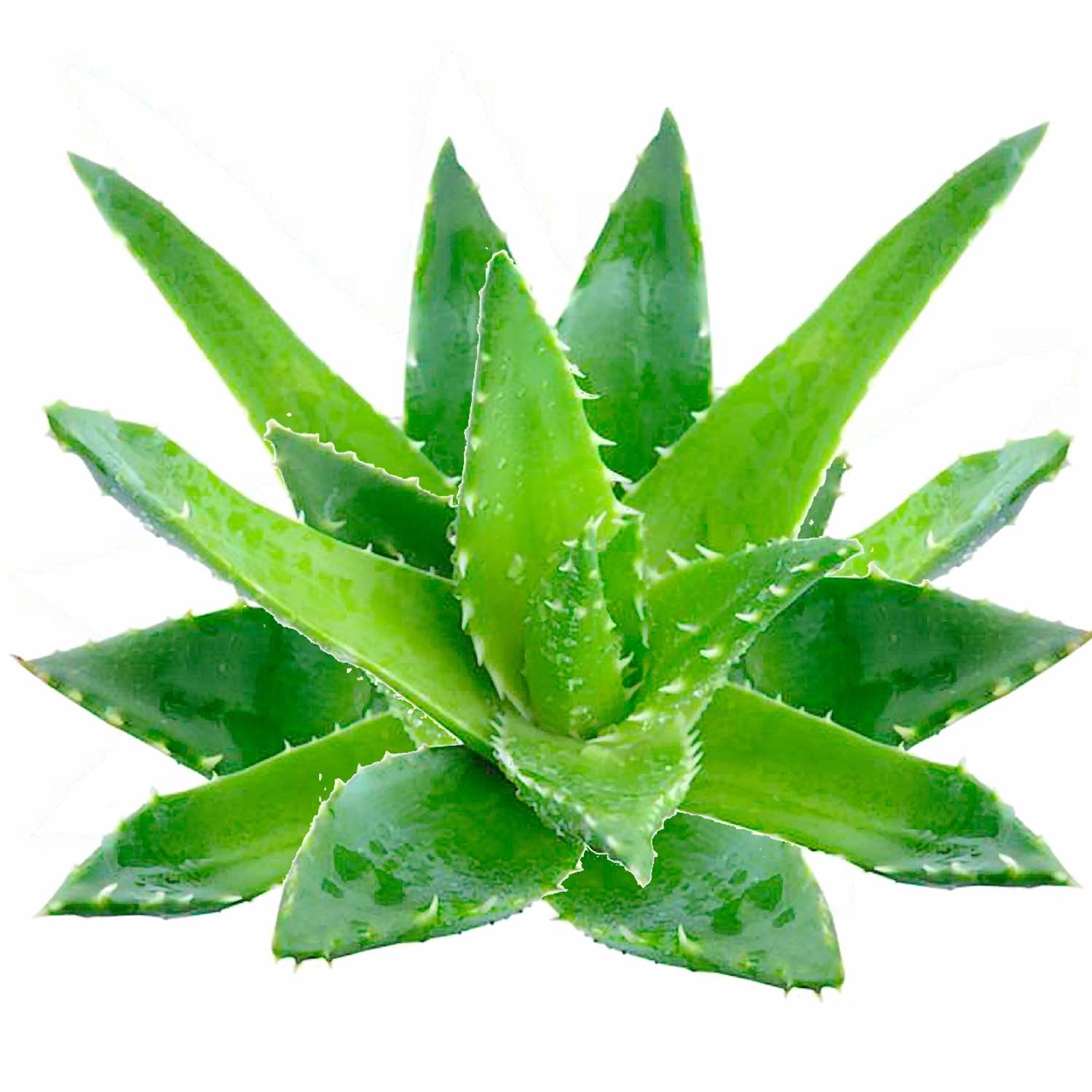 Marketsimple Aloe Vera A Plant Species Of The Genus Aloe