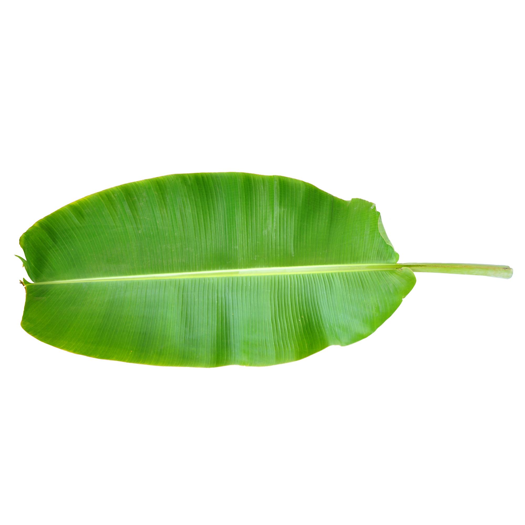 vegetable_seo_alt