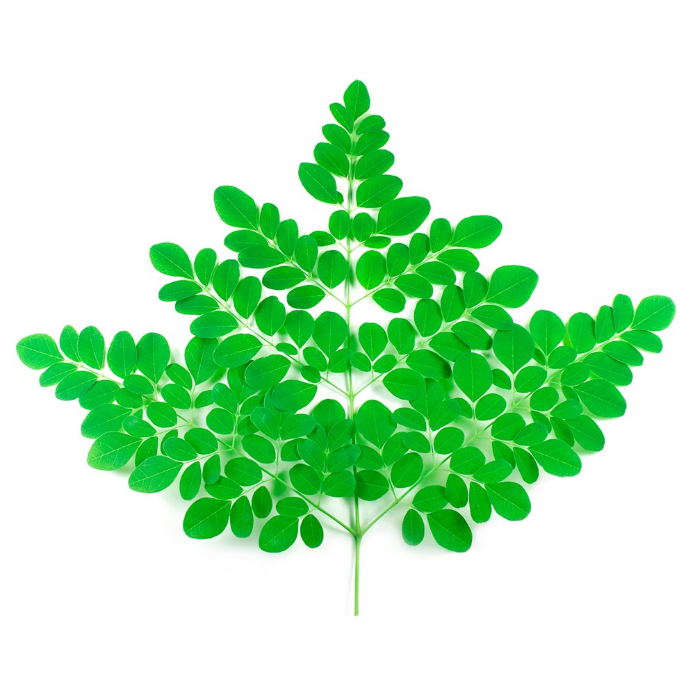 vegetable_seo_alt