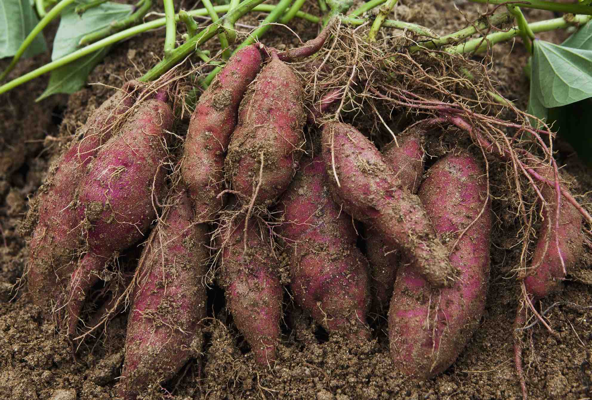 vegetable_seo_alt